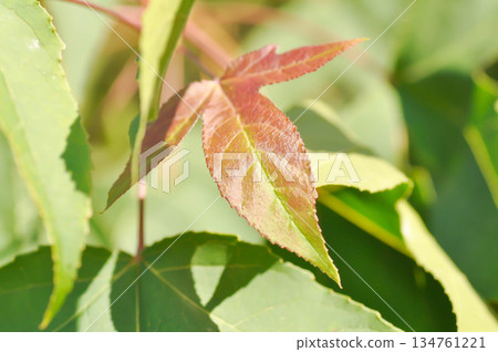 maple leaf, maple leaves or green leaf or Acer saccharum Marsh maple leaf, maple leaves or green leaf or Acer saccharum Marsh 134761221