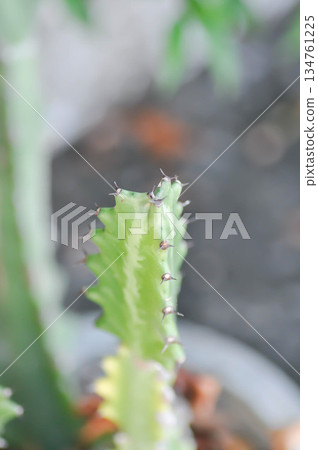Euphorbia or Euphorbia mayurnathanii variegated ,Euphorbia lactea or Euphorbia lacei Craib Euphorbia or Euphorbia mayurnathanii variegated ,Euphorbia lactea or Euphorbia lacei Craib 134761225