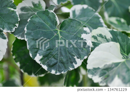 Variegated Shield Aralia , Dinner Plate Aralia Variegated or Balfour Aralia or Balfours Aralia or Ming Aralia Variegated or Polyscias scutellaria Variegated Shield Aralia , Dinner Plate Aralia Variegated or Balfour Aralia or Balfours Aralia or Ming Aralia Variegated or Polyscias scutellaria 134761229
