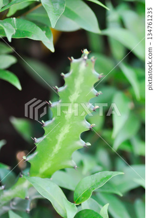 Euphorbia or Euphorbia mayurnathanii variegated ,Euphorbia lactea or Euphorbia lacei Craib Euphorbia or Euphorbia mayurnathanii variegated ,Euphorbia lactea or Euphorbia lacei Craib 134761235