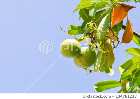 Cerbera Odollam Gaertn or Apocynaceae or pong pong with flowers and seed Cerbera Odollam Gaertn or Apocynaceae or pong pong with flowers and seed 134761238