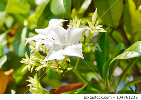 Cerbera Odollam Gaertn or Apocynaceae, white flower Cerbera Odollam Gaertn or Apocynaceae, white flower 134761239