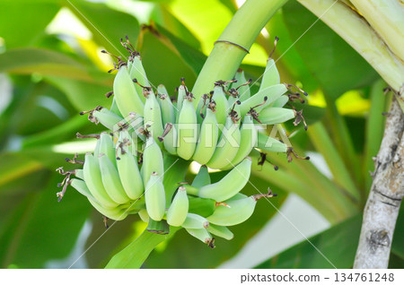 banana or banana plant, banana tree or Banana blossom banana or banana plant, banana tree or Banana blossom 134761248