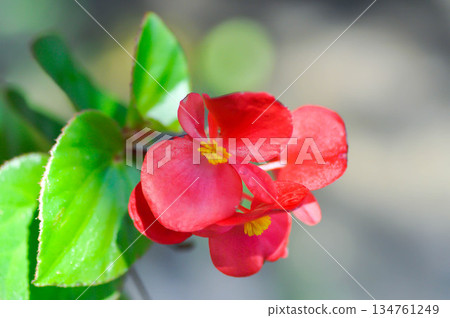 Begonia, Begonia cucullata or Begonia grandis or Wax begonia , red flowers Begonia, Begonia cucullata or Begonia grandis or Wax begonia , red flowers 134761249