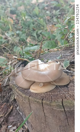 A cluster of oyster mushrooms grows on an old tree stump, highlighting nature s beauty in an autumn forest. This image is great for educational materials and environmental campaigns. 134761254