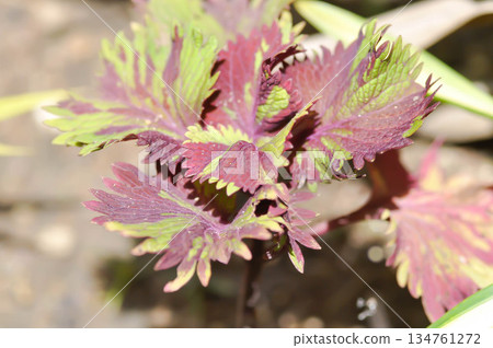 Coleus, Labiatae, Lamiaceae or Painted Nettle or Plectranthus scutellarioides or Solenostemon scutellarioides or red and yellow leaf Coleus, Labiatae, Lamiaceae or Painted Nettle or Plectranthus scutellarioides or Solenostemon scutellarioides or red and yellow leaf 134761272