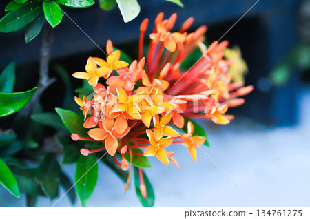 Ixora chinensis Lamk, Ixora spp or Zephyranthes or West Indian Jasmine and orange flower Ixora chinensis Lamk, Ixora spp or Zephyranthes or West Indian Jasmine and orange flower 134761275