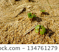 [Tottori] Tottori Sand Dunes: Three-leaf buds growing in the sand (Tottori City) 134761279