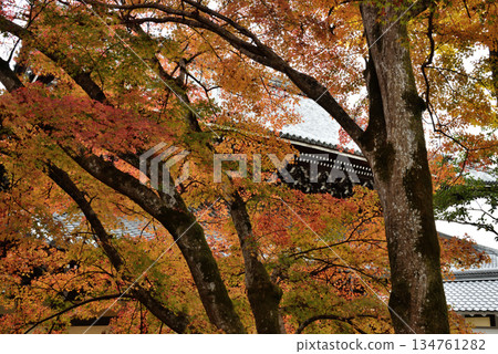 Maple trees behind the lecture hall at Nanzenji Temple (Sakyo Ward, Kyoto City) Maple trees behind the lecture hall at Nanzenji Temple (Sakyo Ward, Kyoto City) 134761282