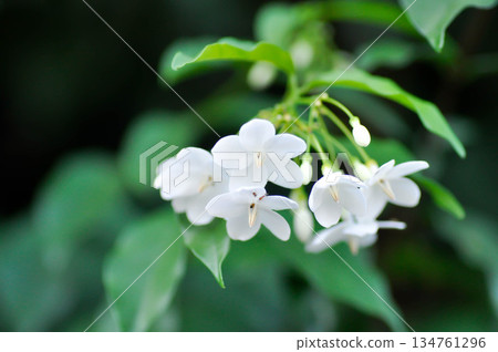 Wrightia religiosa ,APOCYNACEAE with white flower Wrightia religiosa ,APOCYNACEAE with white flower 134761296