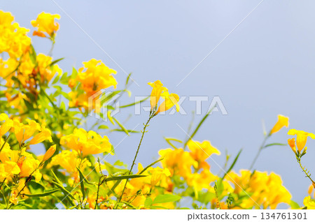 Trumpet vine, Yellow bell or Yellow elder or tecoma stans or yellow flower Trumpet vine, Yellow bell or Yellow elder or tecoma stans or yellow flower 134761301
