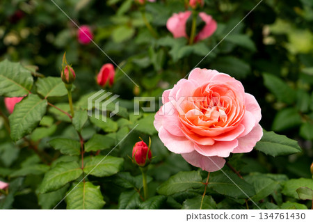 Bloom pink rose with green leave in the garden Bloom pink rose with green leave in the garden 134761430