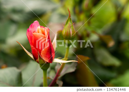 Bloom red rose with green leave in the garden 134761446