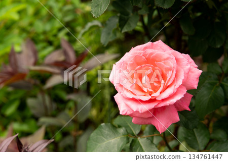 Bloom pink rose with green leave in the garden 134761447