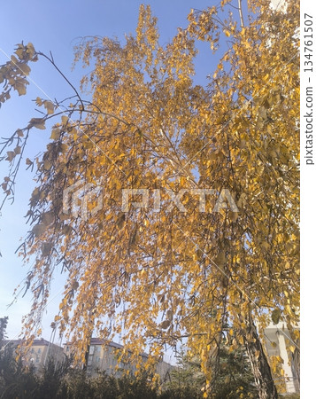 A stunning birch tree displays golden leaves in an urban park, set against a clear blue sky. This image captures the essence of autumn, perfect for nature and seasonal themes. 134761507