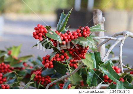 冬日花園裡盆栽植物上長著紅色的冬青漿果 134761545
