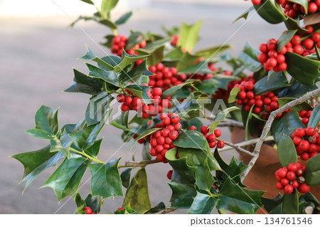 冬日花園裡盆栽植物上長著紅色的冬青漿果 冬日花園裡盆栽植物上長著紅色的冬青漿果 134761546