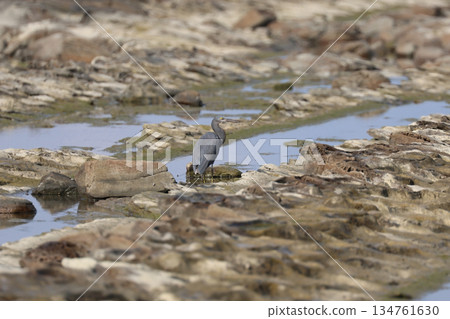 A black-crowned night heron searching for prey on a rock 134761630