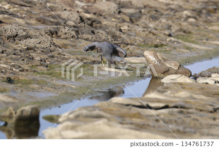 A black-crowned night heron aiming for prey 134761737
