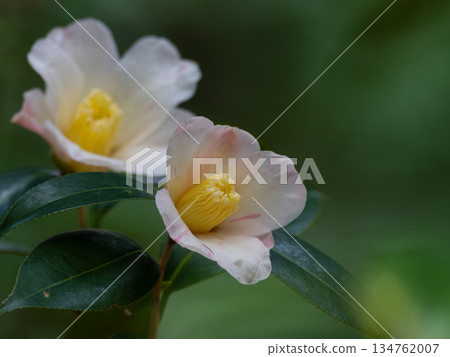 早開的單瓣山茶花 早開的單瓣山茶花 134762007