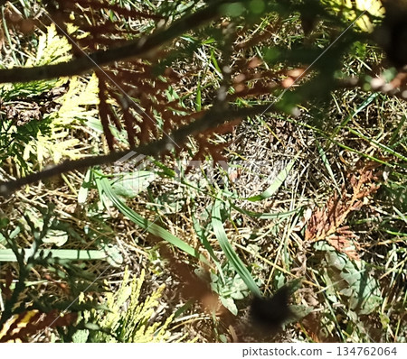 A sunlit ground view showcasing blades of grass, small twigs, and scattered fallen leaves. The natural texture of the earth creates a realistic outdoor scene, ideal for backgrounds. A sunlit ground view showcasing blades of grass, small twigs, and scattered fallen leaves. The natural texture of the earth creates a realistic outdoor scene, ideal for backgrounds. 134762064