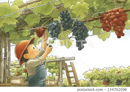 描繪在葡萄園採摘新鮮葡萄的農耕體驗插圖 134762096