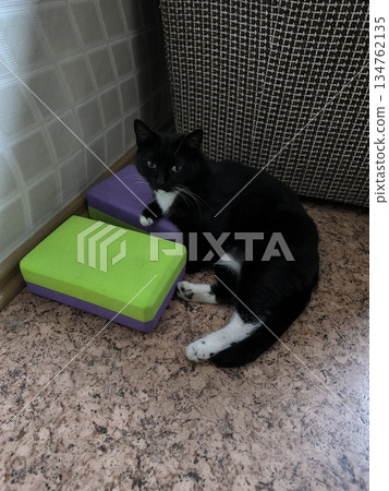 A tuxedo cat lounges on yoga blocks in a sunlit home corner, radiating calm. This charming feline adds a delightful touch to themes of relaxation, wellness, and the joy of pets. A tuxedo cat lounges on yoga blocks in a sunlit home corner, radiating calm. This charming feline adds a delightful touch to themes of relaxation, wellness, and the joy of pets. 134762135