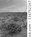 [Tottori] Black and white photo of grass plants at Tottori Sand Dunes (Tottori City) 134762167