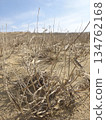 [Tottori] Tottori Sand Dunes: Dead grasses of grass family (Tottori City) 134762168