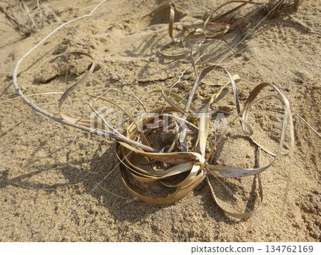 [Tottori] Tottori Sand Dunes: Dead grasses of grass family (Tottori City) 134762169