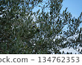 Black olive fruit 134762353