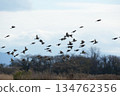 A group of sparrows 134762356