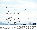 A group of sparrows 134762357
