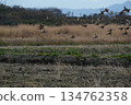 A flock of sparrows taking flight 134762358