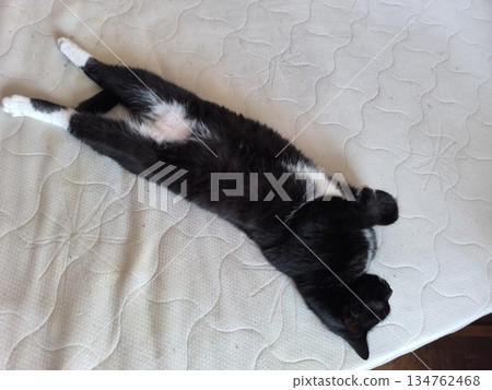 A tuxedo cat relaxes on a mattress, stretching its body in a serene pose. The black and white fur showcases its playful nature, perfect for pet care and feline behavior content. A tuxedo cat relaxes on a mattress, stretching its body in a serene pose. The black and white fur showcases its playful nature, perfect for pet care and feline behavior content. 134762468
