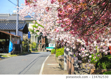 Soft, double-flowered cherry blossoms in spring Soft, double-flowered cherry blossoms in spring 134762530