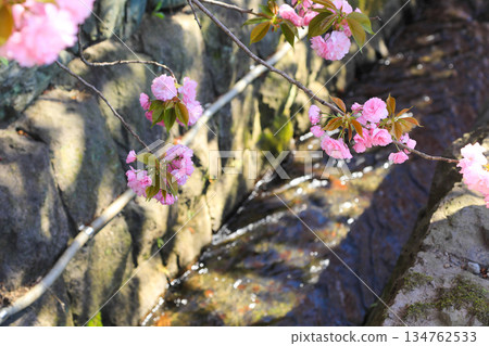 日本春天盛開的粉紅櫻花 134762533
