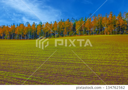 秋天的原野 134762562