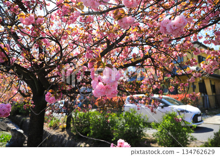 Cherry blossoms dyed in soft spring colors Cherry blossoms dyed in soft spring colors 134762629