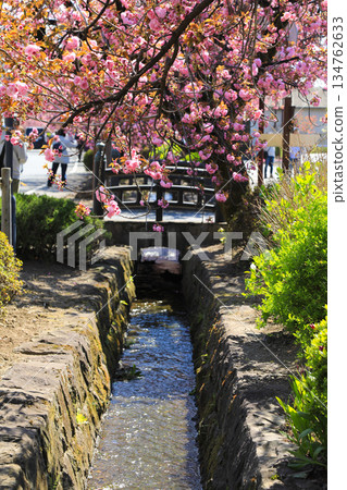 Pink double cherry blossoms blooming in spring Pink double cherry blossoms blooming in spring 134762633