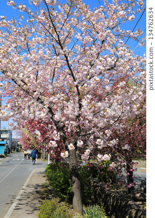 Beautiful cherry blossoms in spring in Japan Beautiful cherry blossoms in spring in Japan 134762634