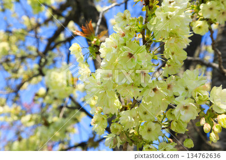 Double-flowered cherry trees blooming in spring Double-flowered cherry trees blooming in spring 134762636