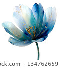 Beautiful watercolor blue tulip flower illustration with gold dust and stem, elegant translucent floral blossom isolated on white background for spring decoration. 134762659