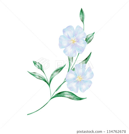 Flax flower stem with delicate blue blossoms, isolated, hand painted watercolor clipart. Ideal for botanical art, floral designs, natural decor, and countryside themes 134762678