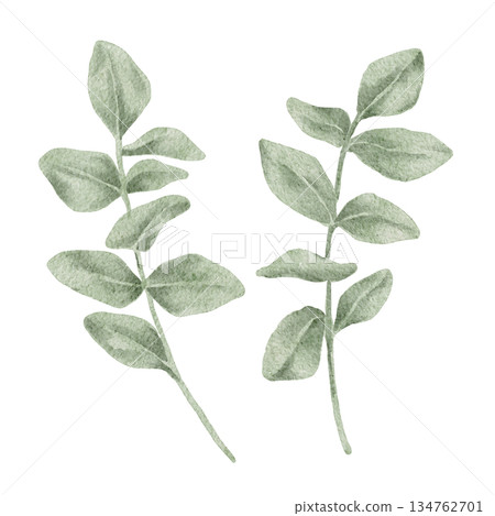 Eucalyptus branches in soft green and sage tones, watercolor illustration. Useful for Valentine florals, wedding branding, invitations, wrapping paper, textile prints, stationery sets Eucalyptus branches in soft green and sage tones, watercolor illustration. Useful for Valentine florals, wedding branding, invitations, wrapping paper, textile prints, stationery sets 134762701