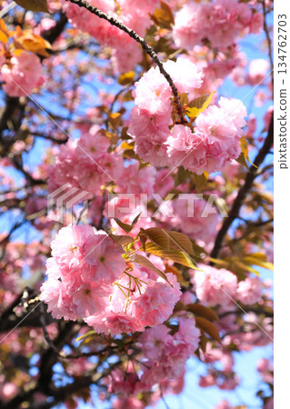 Elegant pink double cherry blossoms in spring 134762703