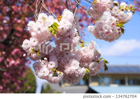 Cherry blossoms announcing the arrival of spring 134762704