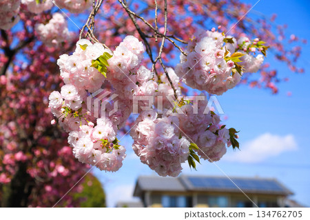 Pink cherry blossoms in full bloom in spring Pink cherry blossoms in full bloom in spring 134762705