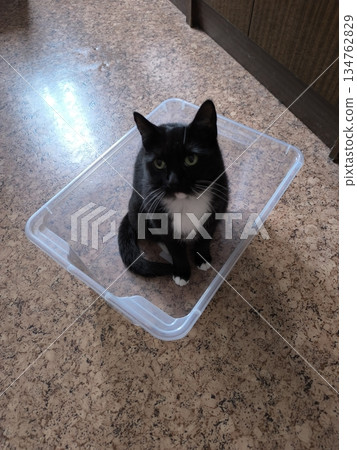 A curious tuxedo cat sits inside a clear plastic container, showcasing its playful nature. This adorable feline loves exploring confined spaces and brings joy to any pet lover. 134762829