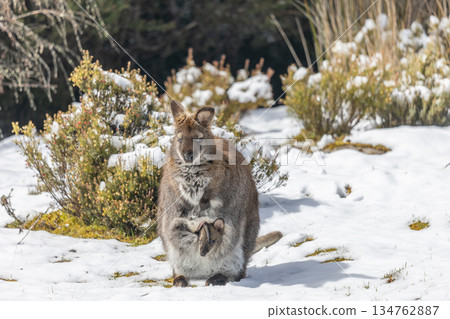 A Wallaby and Joey standing in the snow on Cradle Mountain in Tasmania, Australia A Wallaby and Joey standing in the snow on Cradle Mountain in Tasmania, Australia 134762887